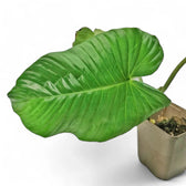 Adelonema picturatum Zimmerpflanze im Anzuchttopf vor weißem Hintergrund, Produktfoto 3.