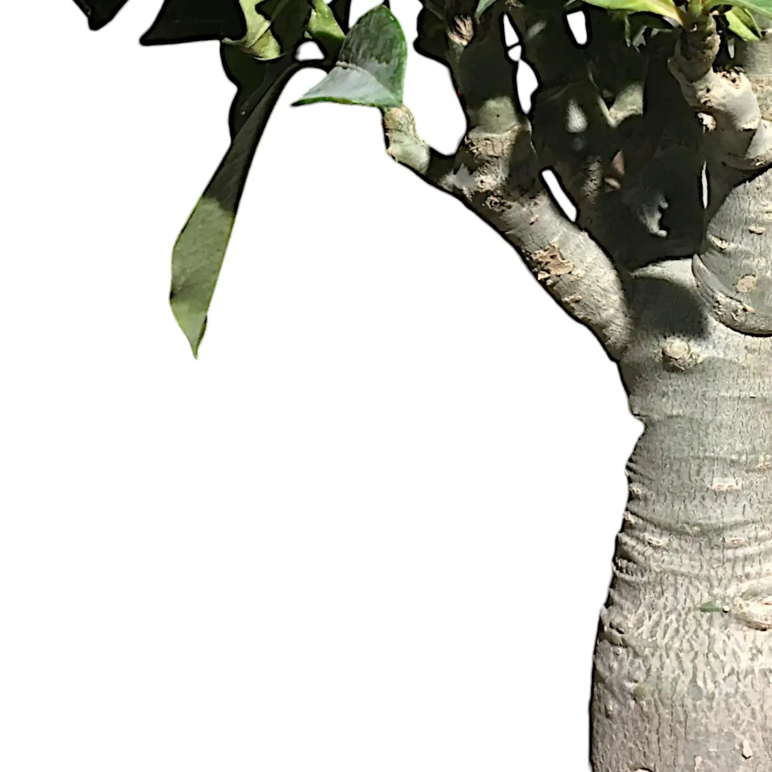 Adenium obesum – Blattdetail vor weißem Hintergrund..