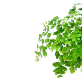 Adiantum raddianum 'Fritz-Lüthi' – Blattdetail vor weißem Hintergrund..