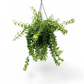 Aeschynanthus 'Twister' Zimmerpflanze im Anzuchttopf vor weißem Hintergrund, Produktfoto 3.