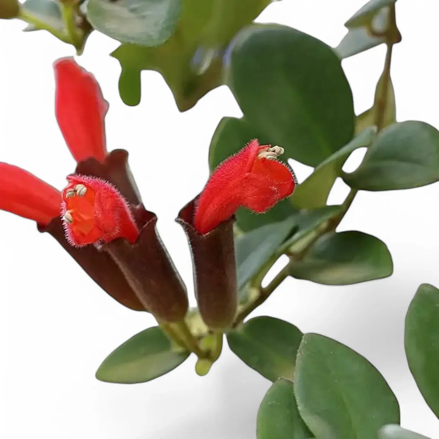 Aeschynanthus pulcher – Blattdetail vor weißem Hintergrund..