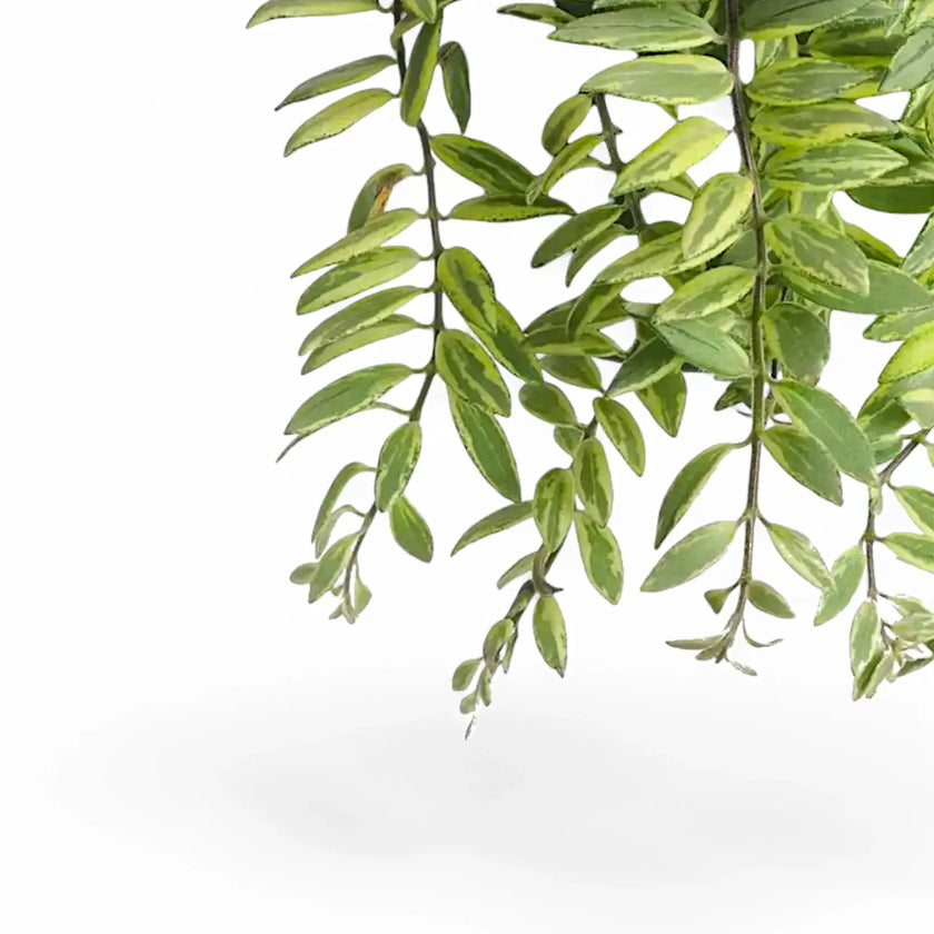 Aeschynanthus radicans 'Bolero Bicolour' leaf close-up on white background.