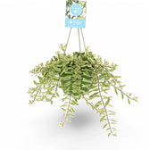 Aeschynanthus radicans 'Bolero Bicolour' Zimmerpflanze im Anzuchttopf vor weißem Hintergrund, Produktfoto 2.