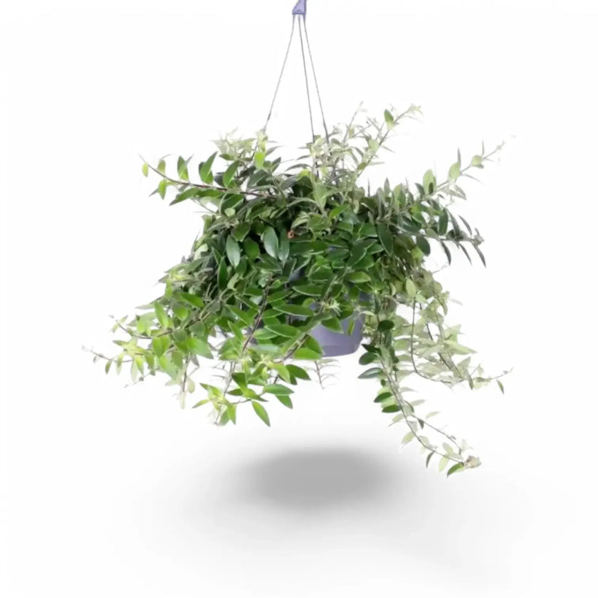 Aeschynanthus radicans 'Caroline' potted houseplant in nursery pot on white background, product photo 2.