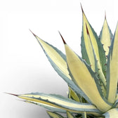 Agave americana Mediopicta Alba - close up of of creamy variegated rosette on a white backroud