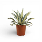 Agave americana Mediopicta Alba - potted plant on a white backround