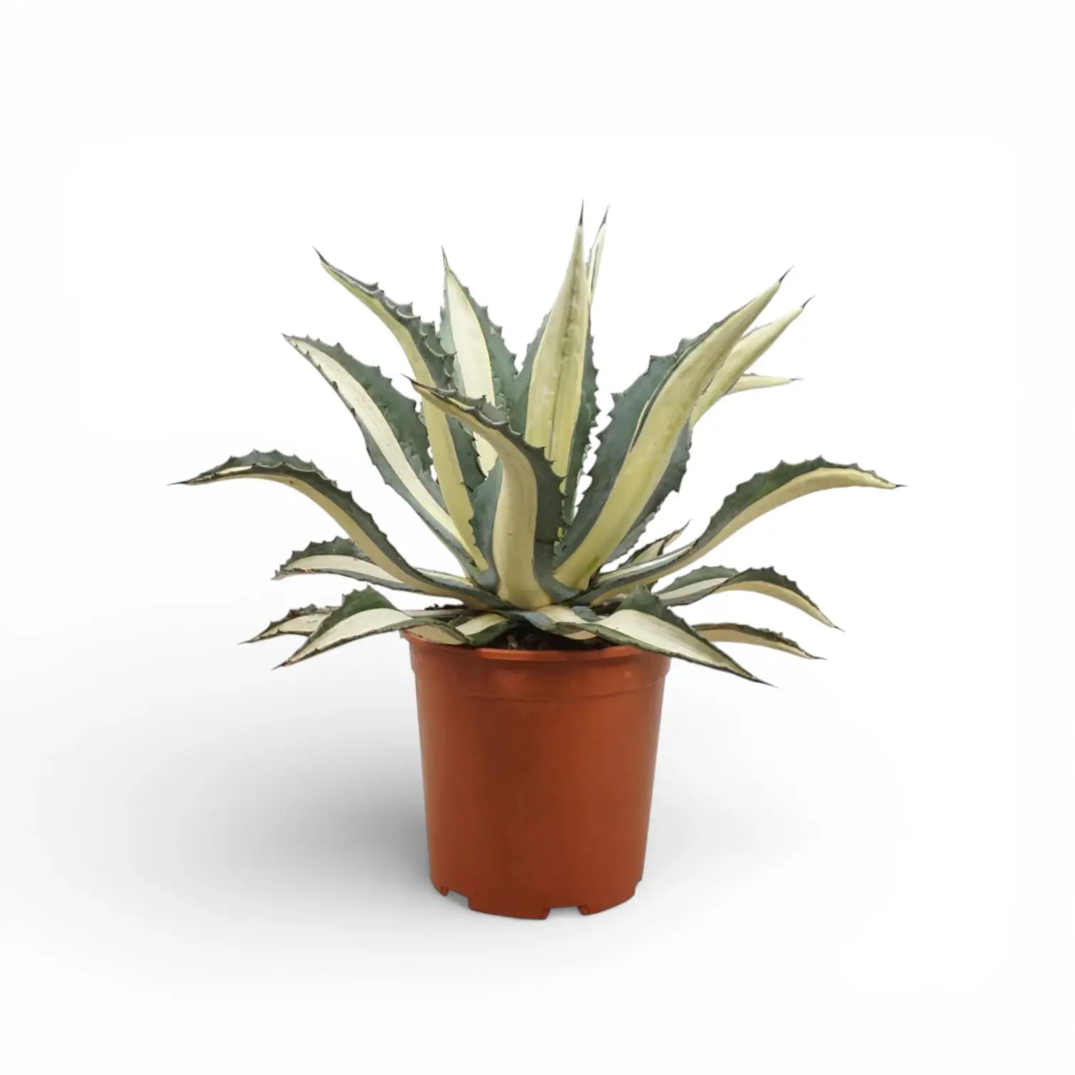 Agave americana Mediopicta Alba - potted plant on a white backround