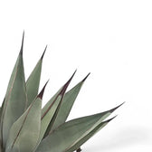 Agave 'Nigra' – Blattdetail vor weißem Hintergrund..
