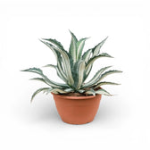 Agave americana Mediopicta Alba - potted plant on a white backround
