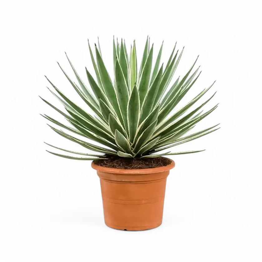 Agave angustifolia var. marginata potted houseplant in nursery pot on white background, product photo 2.