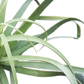 Agave bracteosa – Blattdetail vor weißem Hintergrund..