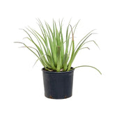 Agave bracteosa Zimmerpflanze im Anzuchttopf vor weißem Hintergrund, Produktfoto 2.