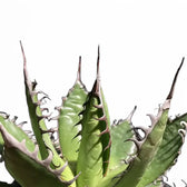 Agave horrida – Blattdetail vor weißem Hintergrund..