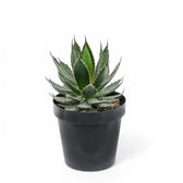 Agave horrida Zimmerpflanze im Anzuchttopf vor weißem Hintergrund, Produktfoto 2.