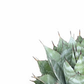 Agave parrasana – Blattdetail vor weißem Hintergrund..