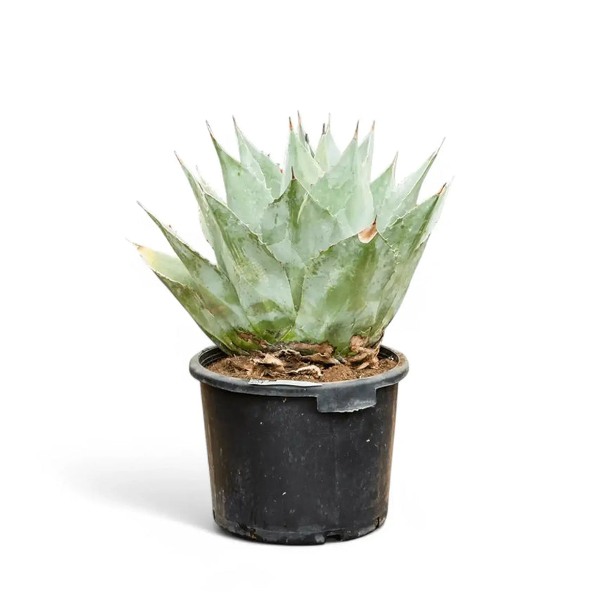 Agave parrasana potted houseplant in nursery pot on white background, product photo 2.