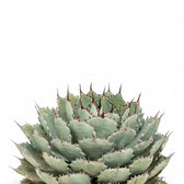 Agave potatorum f. compacta leaf close-up on white background.