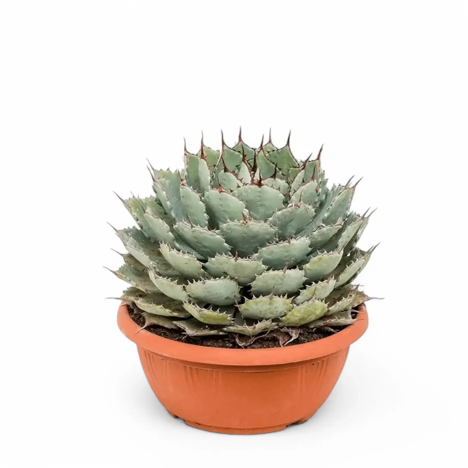 Agave potatorum f. compacta potted houseplant in nursery pot on white background, product photo 2.