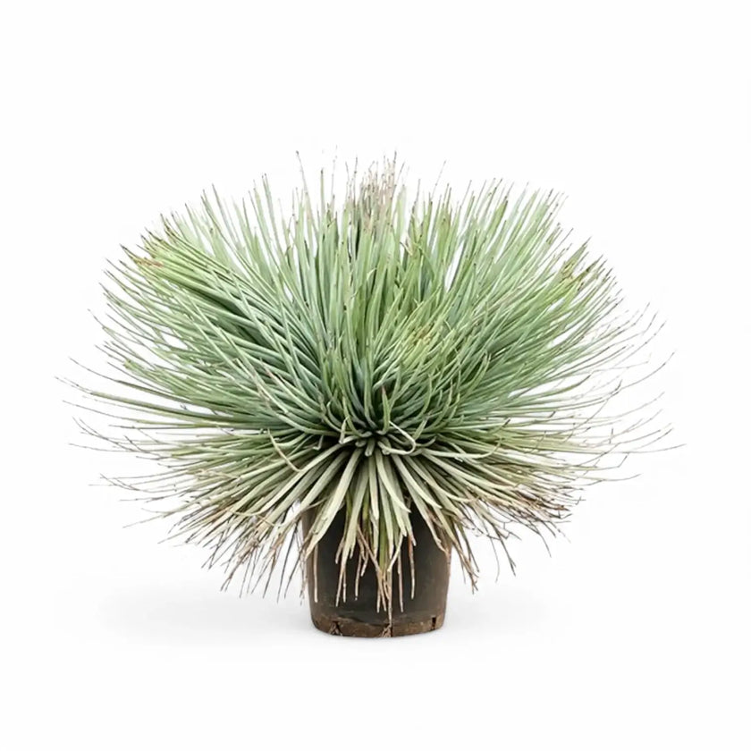 Agave stricta potted houseplant in nursery pot on white background, product photo 2.