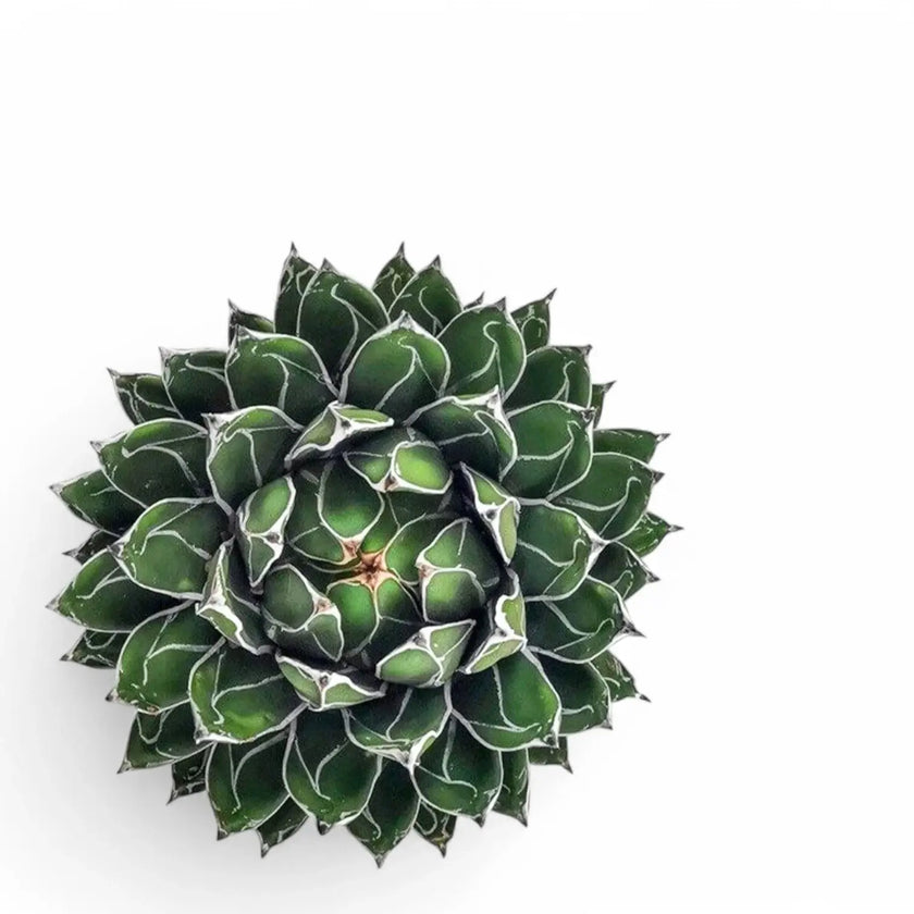 Agave victoriae-reginae leaf close-up on white background.