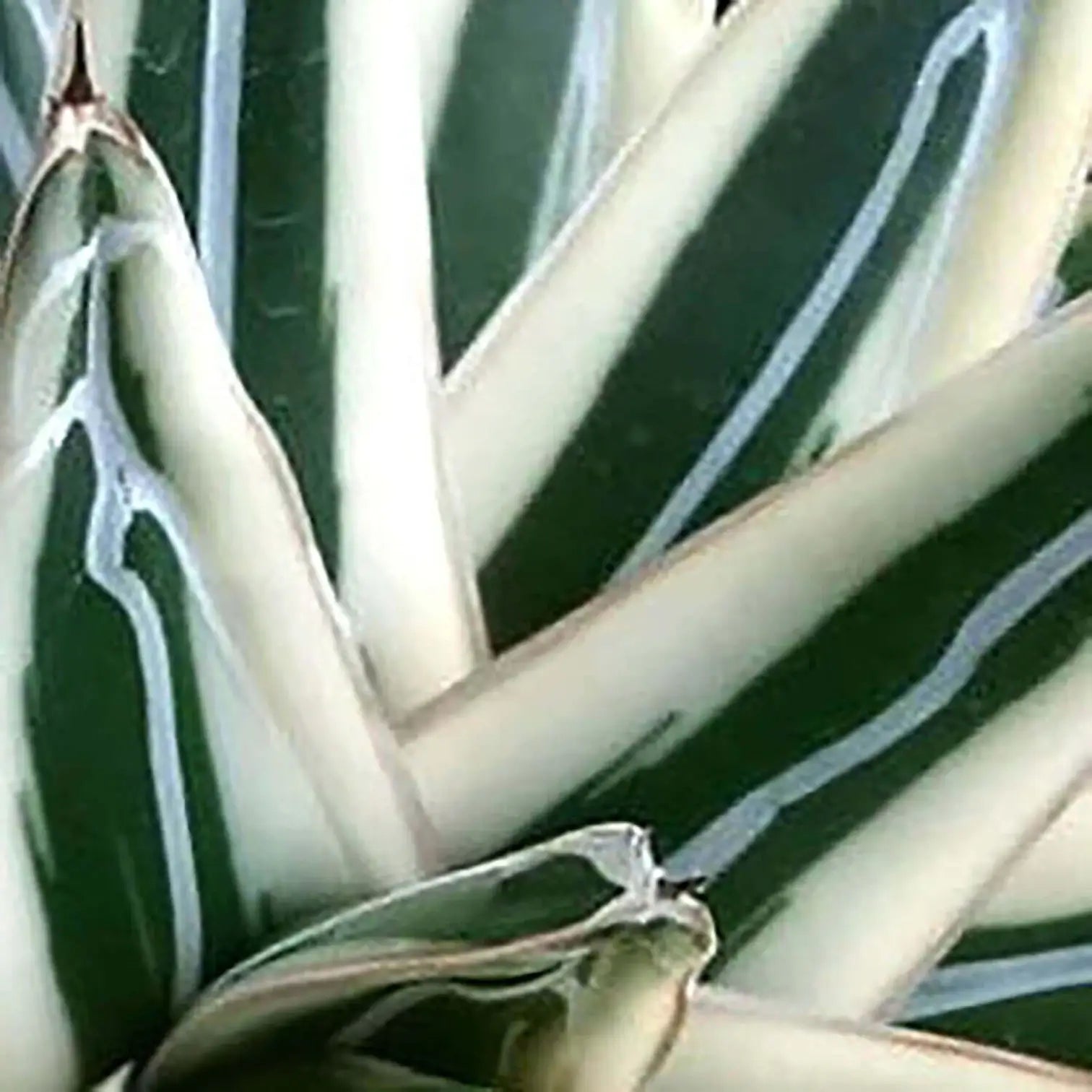 Agave victoriae-reginae 'Albomarginata' aka 'White Rhino' leaf close-up on white background.