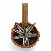 Agave victoriae-reginae 'Albomarginata' aka 'White Rhino' potted houseplant in nursery pot on white background, product photo 2.