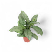 Aglaonema 'B.J. Freedman' potted houseplant in nursery pot on white background, product photo 2.