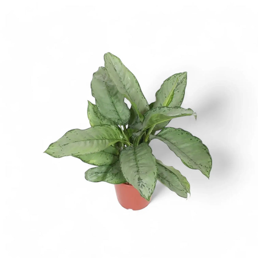 Aglaonema 'B.J. Freedman' potted houseplant in nursery pot on white background, product photo 2.