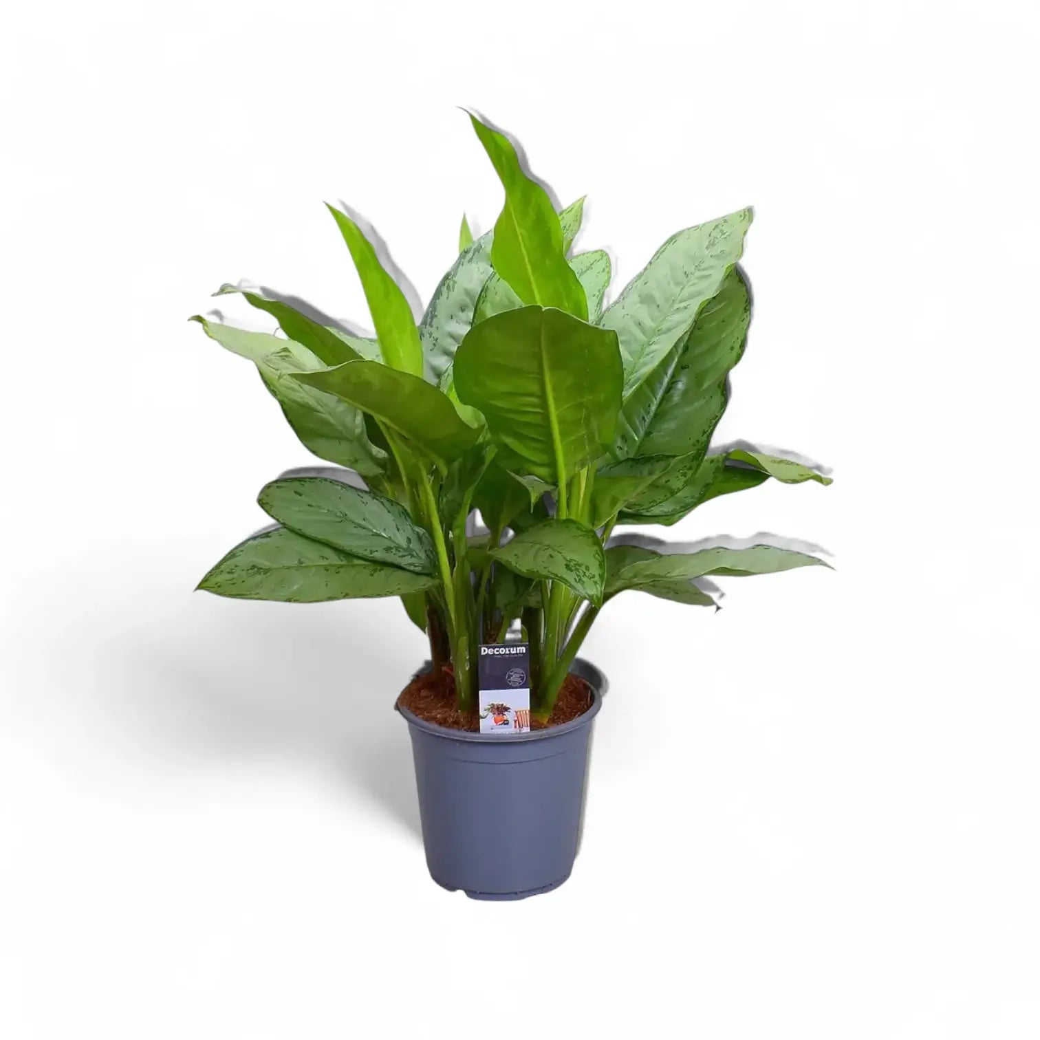 Aglaonema 'B.J. Freedman' potted houseplant in nursery pot on white background, product photo 3.