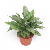 Aglaonema 'B.J. Freedman' potted houseplant in nursery pot on white background, product photo 4.