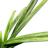 Aglaonema 'Bit Kisses' – Blattdetail vor weißem Hintergrund..