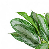 Aglaonema 'Cleopatra' – Blattdetail vor weißem Hintergrund..