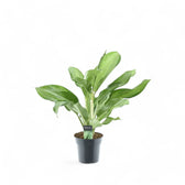 Aglaonema 'Cleopatra' Zimmerpflanze im Anzuchttopf vor weißem Hintergrund, Produktfoto 2.