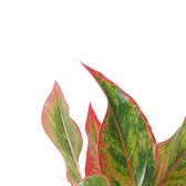 Aglaonema 'Crete' aka 'Siam Aurora' aka 'Jungle Red' – Blattdetail vor weißem Hintergrund..