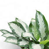 Aglaonema 'Diamond Bay' – Blattdetail vor weißem Hintergrund..