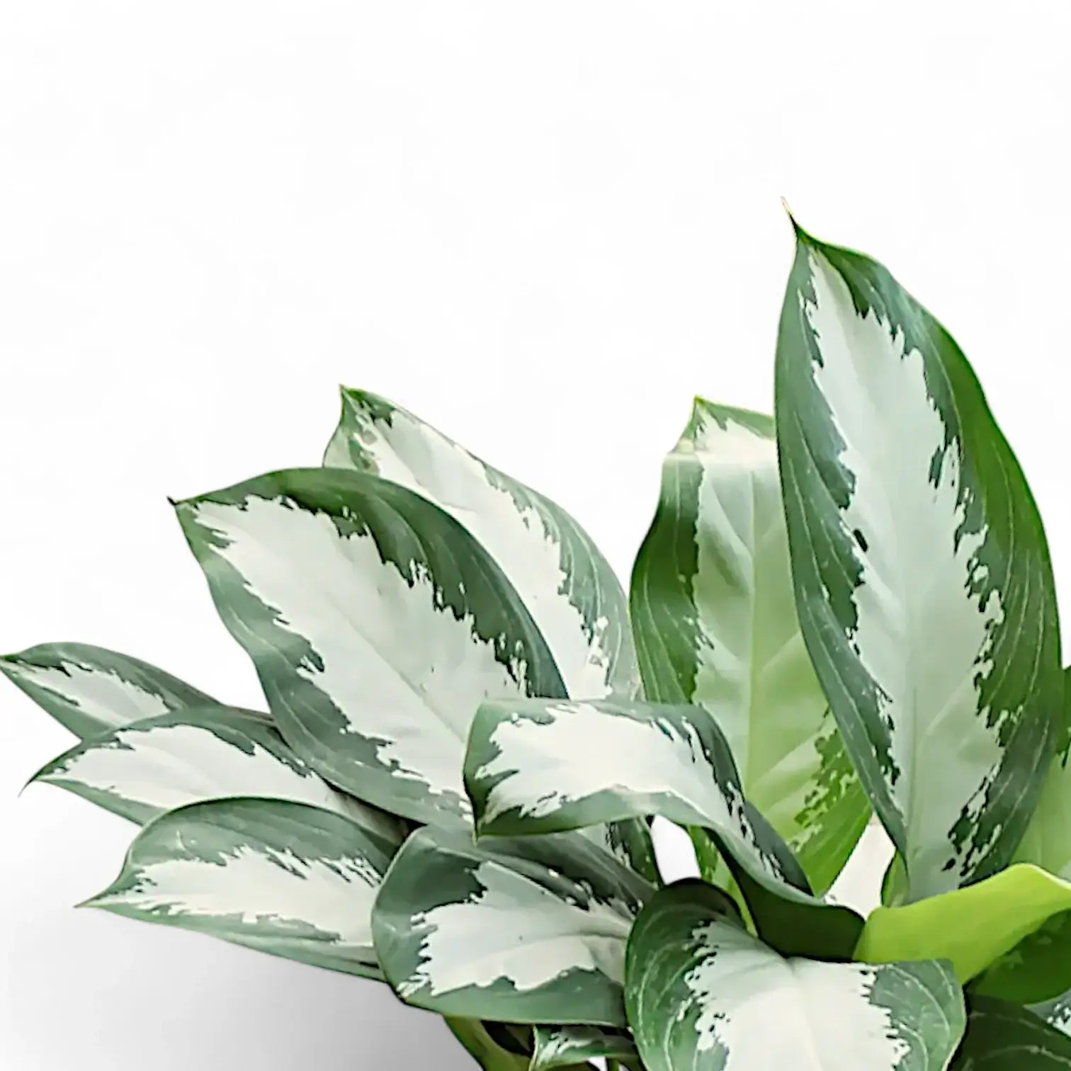 Aglaonema 'Diamond Bay' – Blattdetail vor weißem Hintergrund..