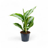 Aglaonema 'Diamond Bay' Zimmerpflanze im Anzuchttopf vor weißem Hintergrund, Produktfoto 3.