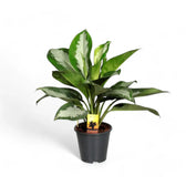 Aglaonema 'Diamond Bay' Zimmerpflanze im Anzuchttopf vor weißem Hintergrund, Produktfoto 4.