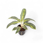Aglaonema 'Emerald Stone' potted houseplant in nursery pot on white background, product photo 2.