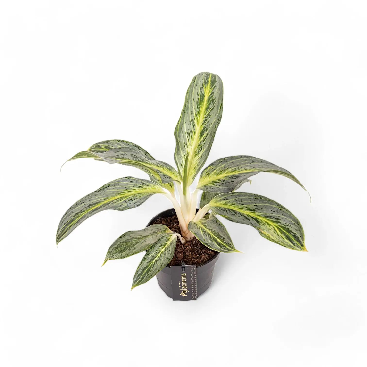 Aglaonema 'Emerald Stone' potted houseplant in nursery pot on white background, product photo 2.