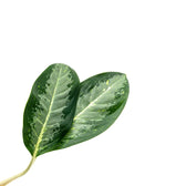 Aglaonema 'Golden Bay' – Blattdetail vor weißem Hintergrund..