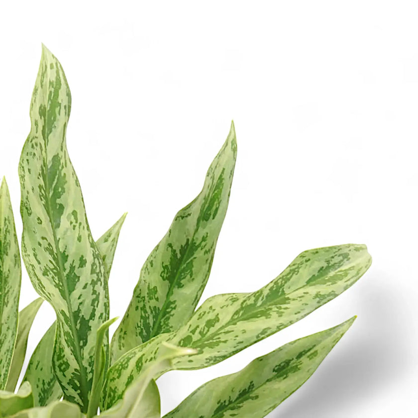 Aglaonema 'Greyhound' leaf close-up on white background.