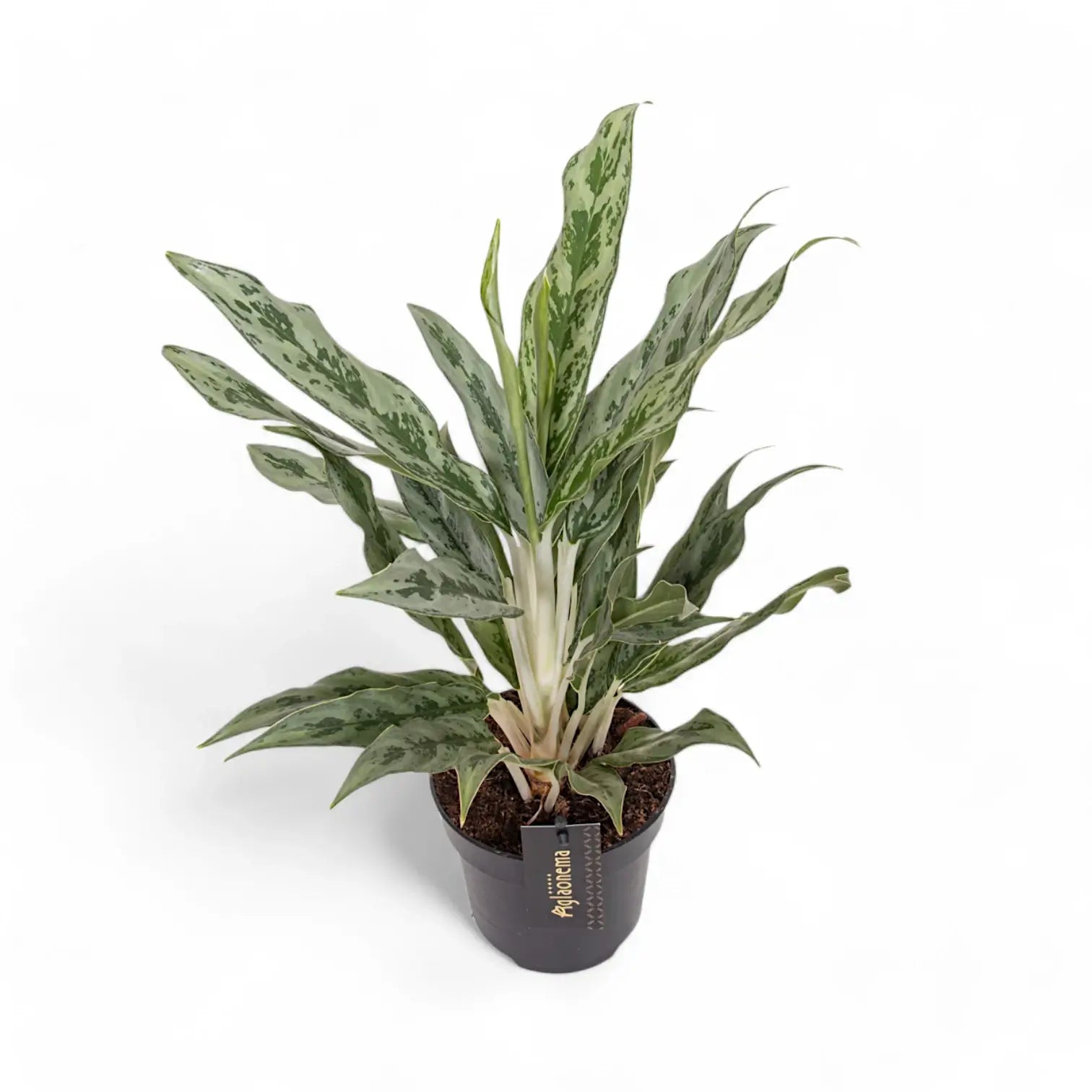 Aglaonema 'Greyhound' Zimmerpflanze im Anzuchttopf vor weißem Hintergrund, Produktfoto 3.