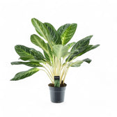Aglaonema 'Key Lime' Zimmerpflanze im Anzuchttopf vor weißem Hintergrund, Produktfoto 4.