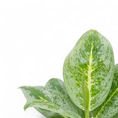 Aglaonema 'Lemon Mint' – Blattdetail vor weißem Hintergrund..