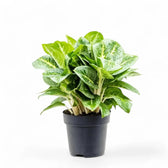 Aglaonema 'Lemon Mint' Zimmerpflanze im Anzuchttopf vor weißem Hintergrund, Produktfoto 4.