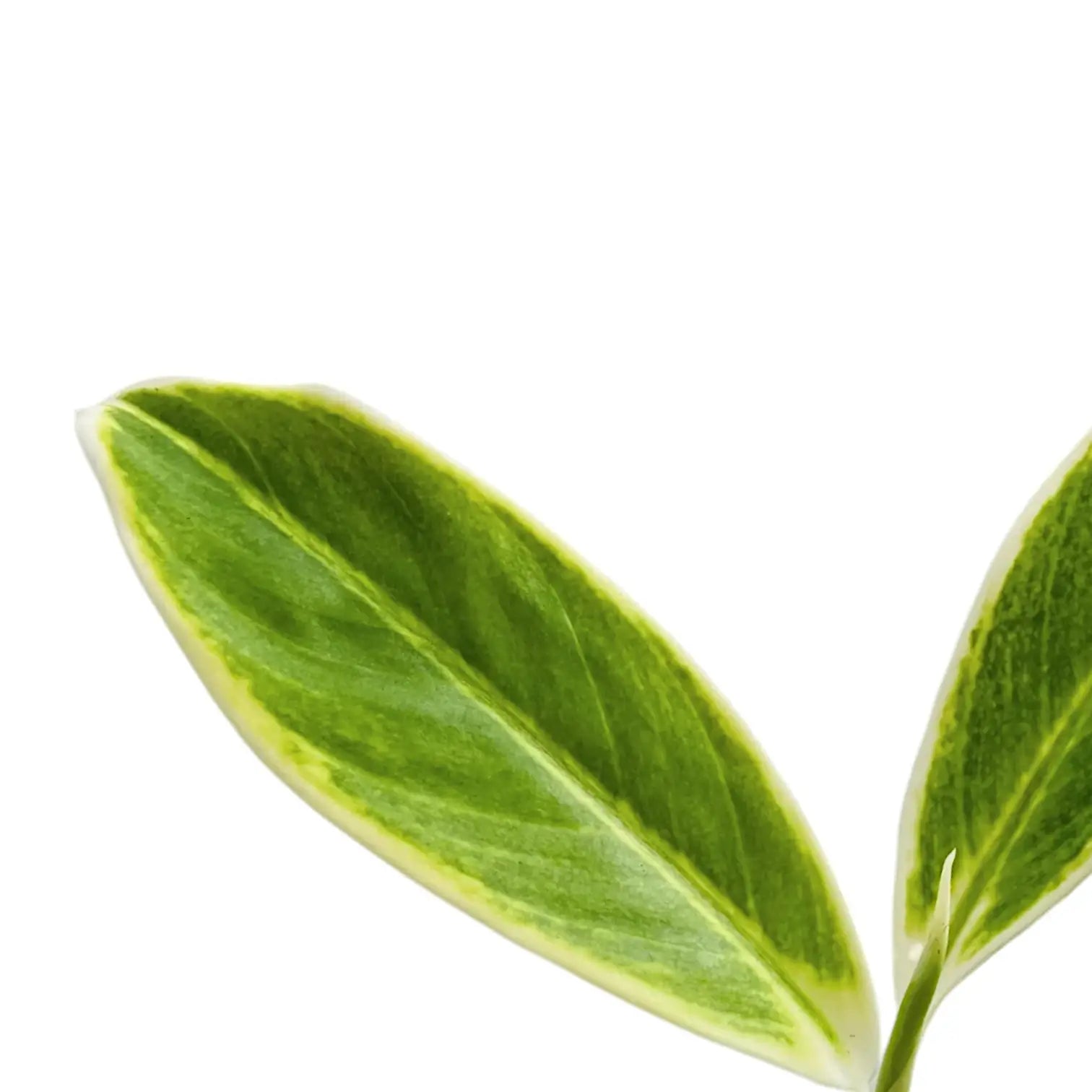 Aglaonema 'Lipstick Green' – Blattdetail vor weißem Hintergrund..