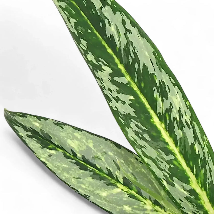 Aglaonema 'Matcha Lemon' leaf close-up on white background.