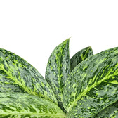 Aglaonema 'Milky way' – Blattdetail vor weißem Hintergrund..