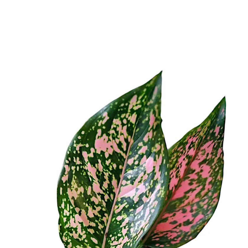 Aglaonema 'Pink Leopard' leaf close-up on white background.